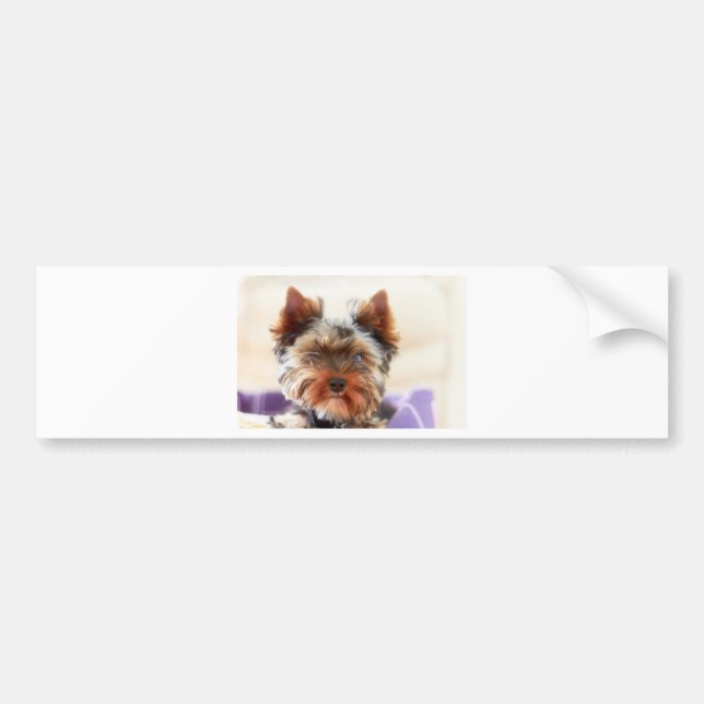 Yorkshire Terrier Bumper Sticker (Front)
