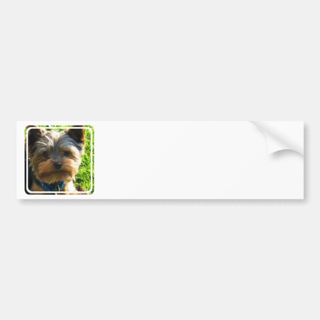 Yorkshire Terrier Bumper Stickers (Front)