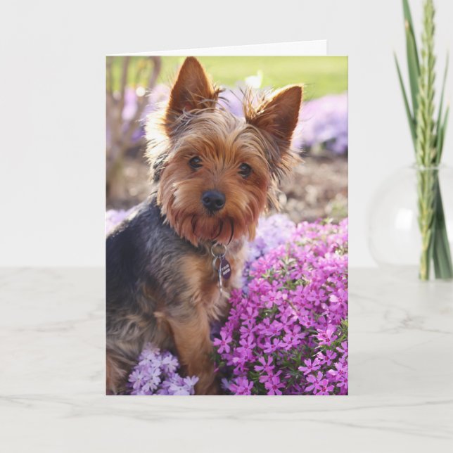 Yorkshire Terrier Card (Front)