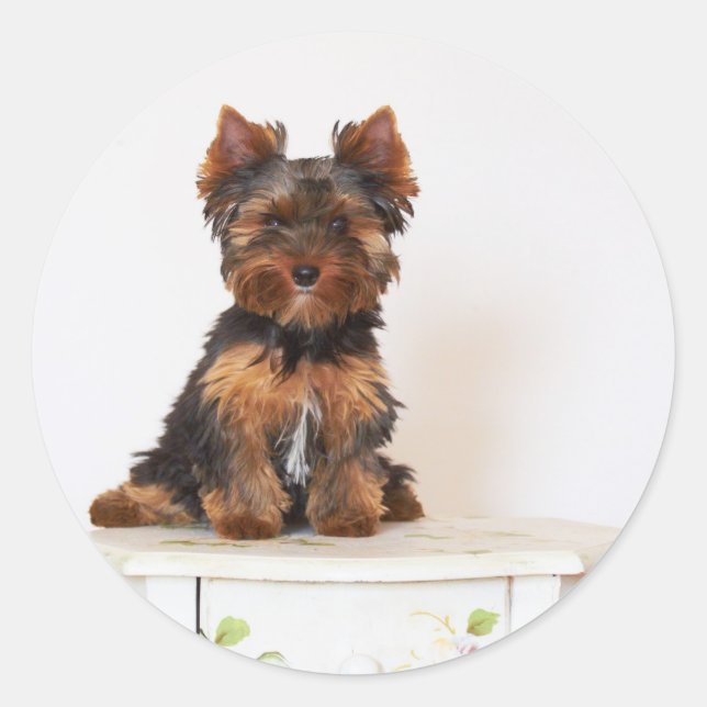 Yorkshire Terrier Classic Round Sticker (Front)