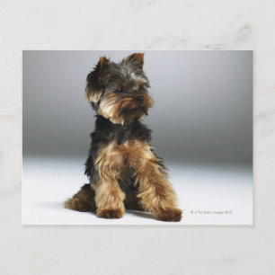 Yorkshire terrier, close-up postcard