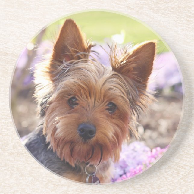 Yorkshire Terrier Coaster (Front)