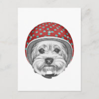 Yorkshire Terrier Daredevil