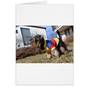 Yorkshire Terrier Dog