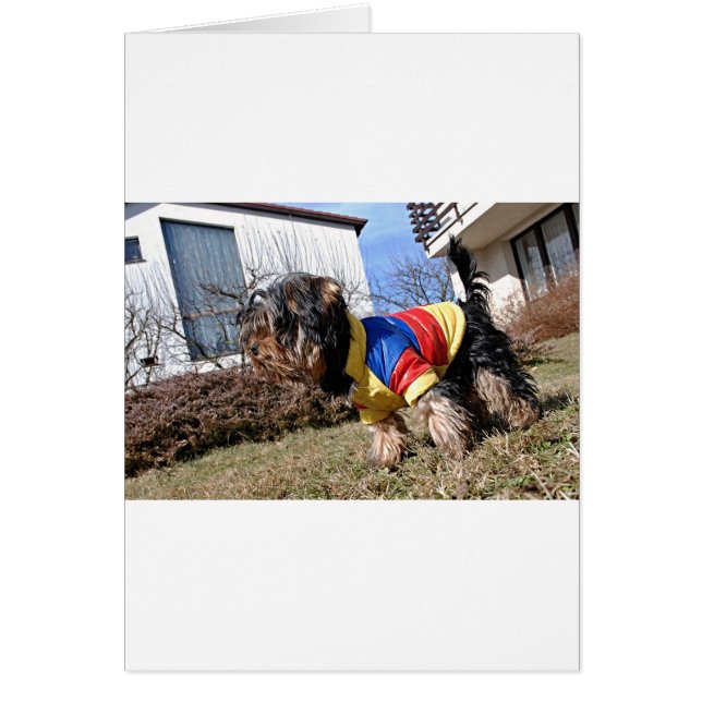 Yorkshire Terrier Dog (Front)