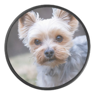 Yorkshire terrier, Dog, Pet Hockey Puck