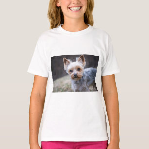 Yorkshire terrier, Dog, Pet T-Shirt
