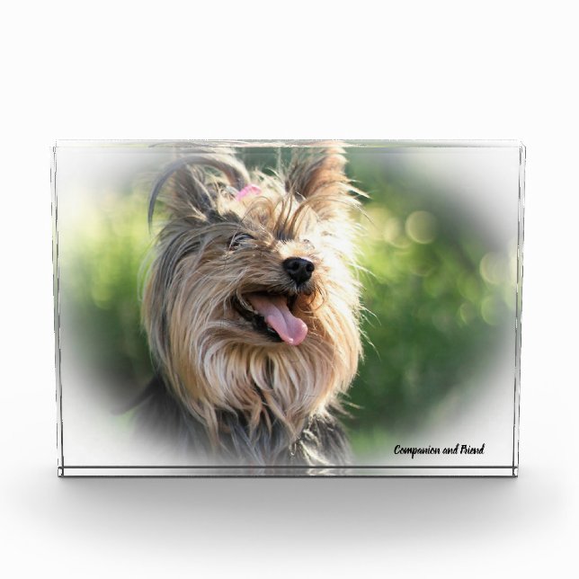 Yorkshire Terrier Dog. Photo Block (Front)