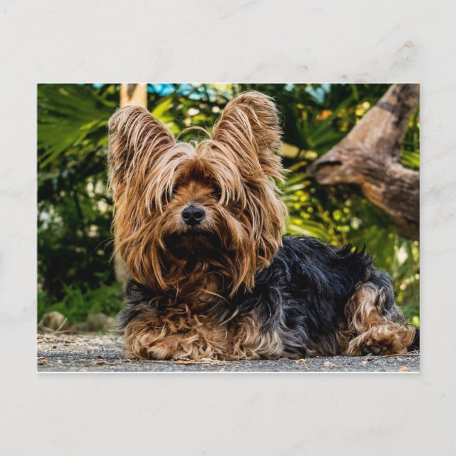 Yorkshire Terrier dog Postcard (Front)