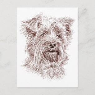 Yorkshire Terrier Drawing Postcard