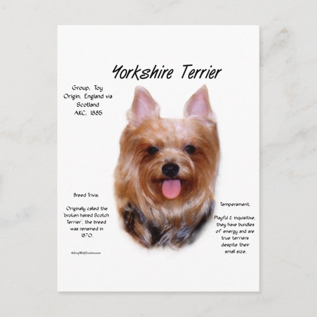 Yorkshire Terrier History Design Postcard (Front)