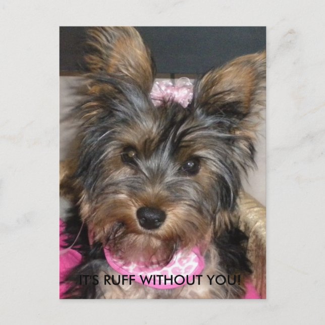 Yorkshire Terrier, IT'S RUFF WITHOUT YOU! Postcard (Front)