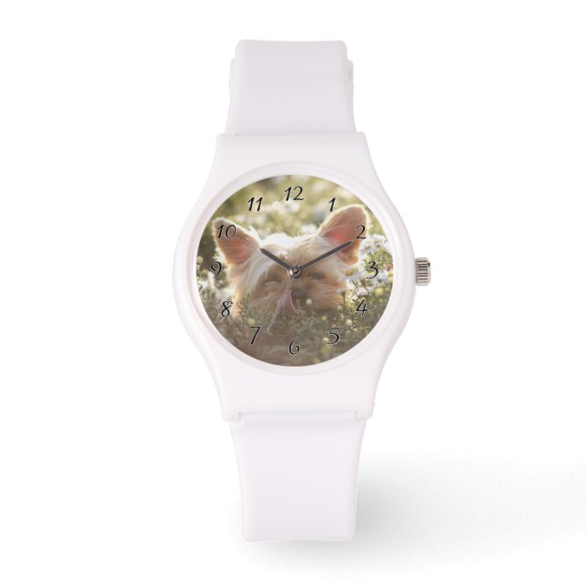Yorkshire Terrier Laying in Sun licking lips Watch (Front)