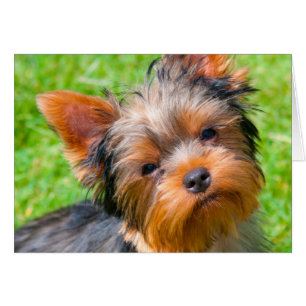 Yorkshire Terrier looking up