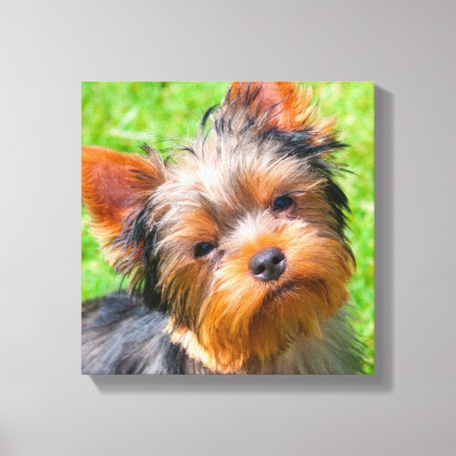 Yorkshire Terrier looking up Canvas Print (Front)