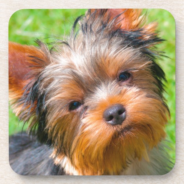 Yorkshire Terrier looking up Coaster (Front)