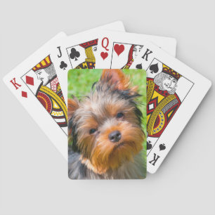 Yorkshire Terrier looking up Playing Cards