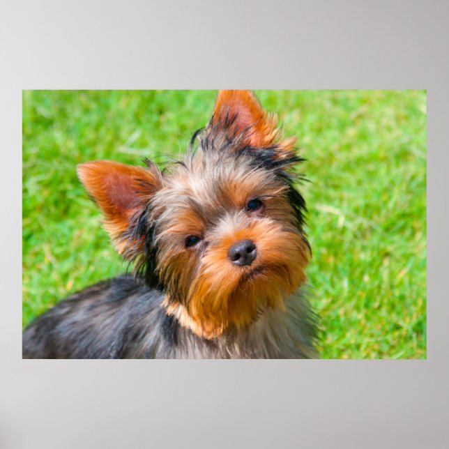 Yorkshire Terrier looking up Poster (Front)
