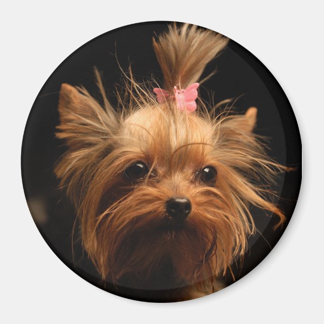 Yorkshire Terrier Magnet (Front)