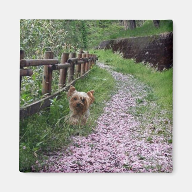 Yorkshire Terrier Magnet (Front)