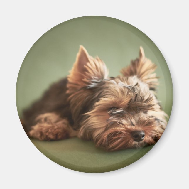 Yorkshire Terrier Magnet (Front)