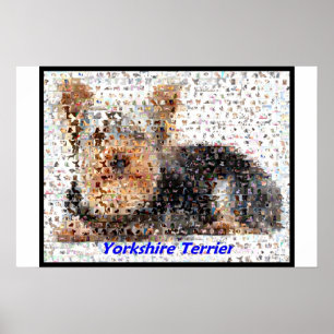 Yorkshire Terrier Montage Poster