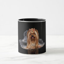 Yorkshire Terrier on black