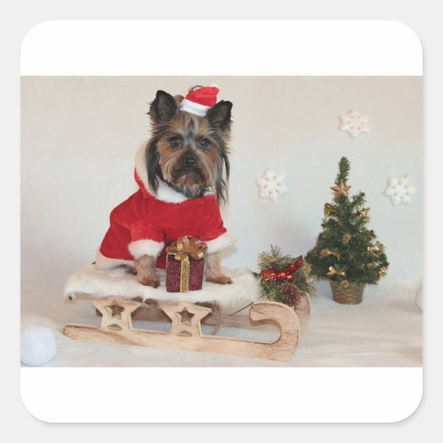 yorkshire-terrier-on sled square sticker (Front)