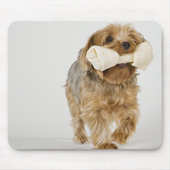 Yorkshire Terrier on white background walking Mouse Pad (Front)