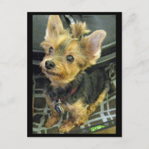 Yorkshire Terrier Postcard