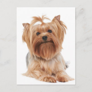 Yorkshire Terrier Postcard