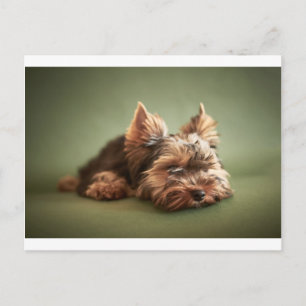 Yorkshire Terrier Postcard