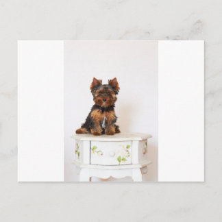 Yorkshire Terrier Postcard