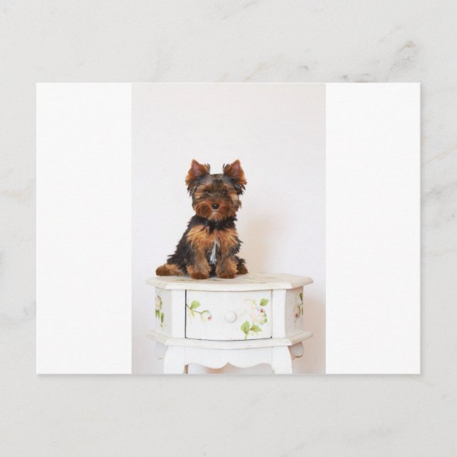 Yorkshire Terrier Postcard (Front)