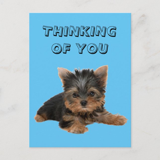 YORKSHIRE TERRIER POSTCARD (Front)