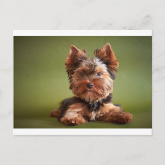 Yorkshire Terrier Postcard