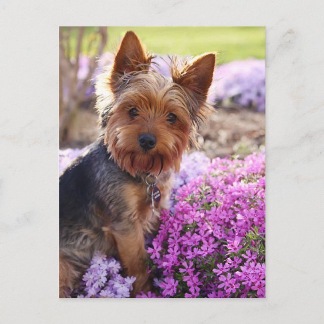 Yorkshire Terrier Postcard (Front)