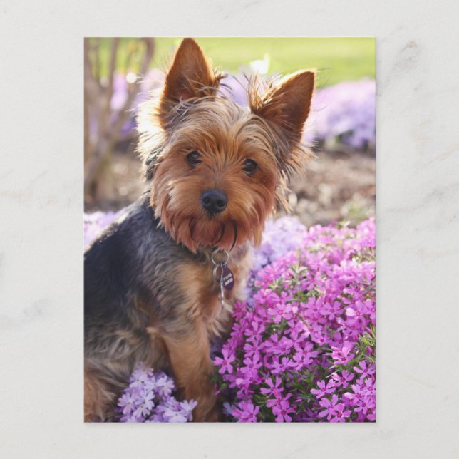 Yorkshire Terrier Postcard (Front)