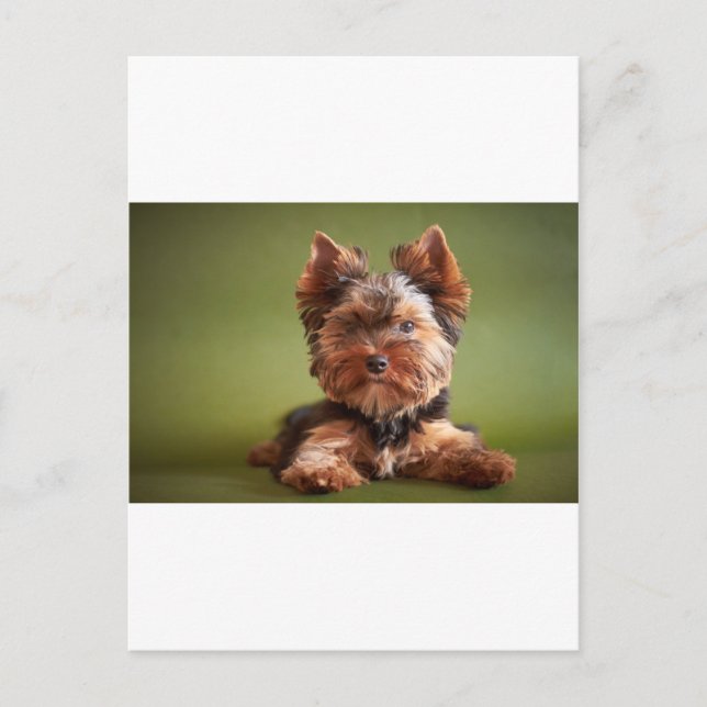 Yorkshire Terrier Postcard (Front)