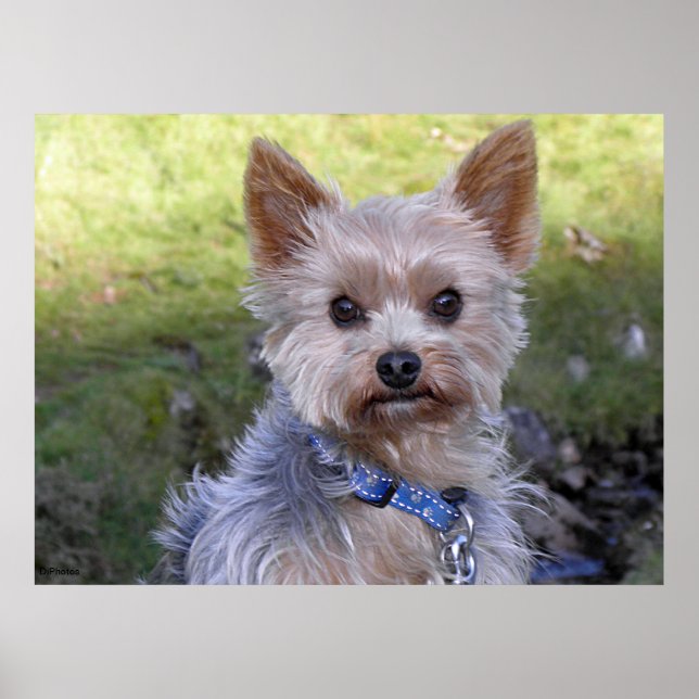 Yorkshire Terrier Poster (Front)