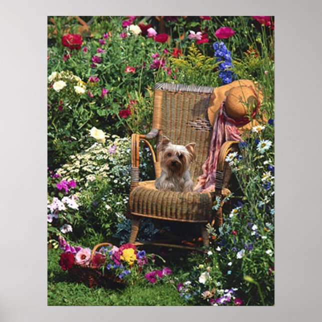 Yorkshire Terrier Poster Garden (Front)
