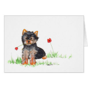 Yorkshire terrier pup