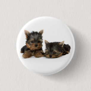 Yorkshire Terrier Puppies Button