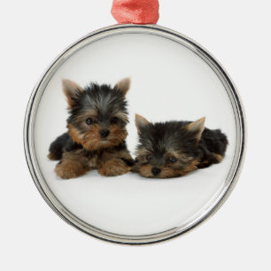 Yorkshire Terrier Puppies Premium Ornament