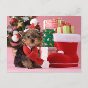 Yorkshire Terrier Puppy and Christmas Holiday Postcard