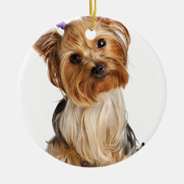 Yorkshire Terrier Puppy Ceramic Tree Decoration (Front)