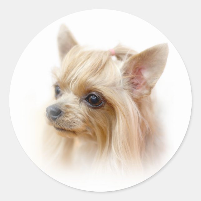 Yorkshire Terrier Puppy Classic Round Sticker (Front)