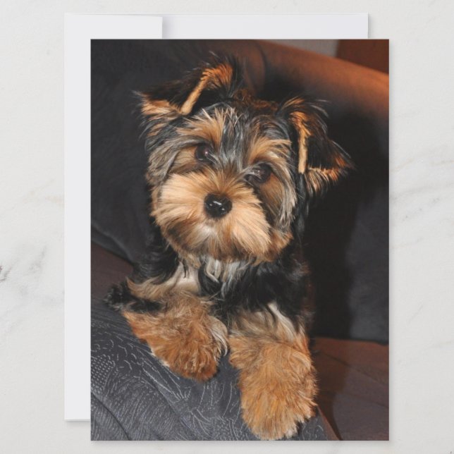 Yorkshire Terrier Puppy Dog (Front)