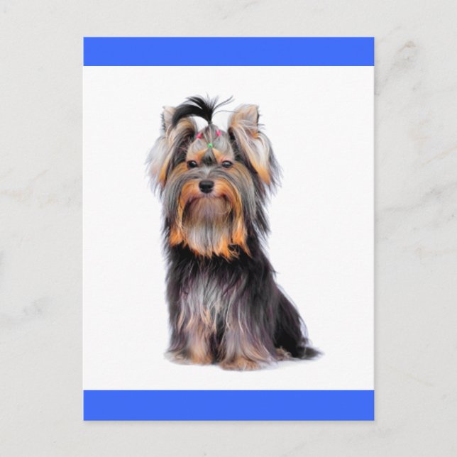 Yorkshire Terrier Puppy Dog Blank Blue Postcard (Front)