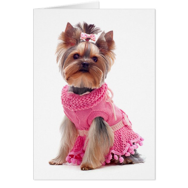 Yorkshire Terrier Puppy Dog Blank Card (Front)